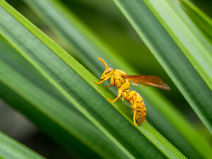 Full body profile view of a yellow Fijian wasp against a green background