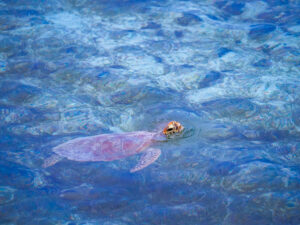Sea turtle